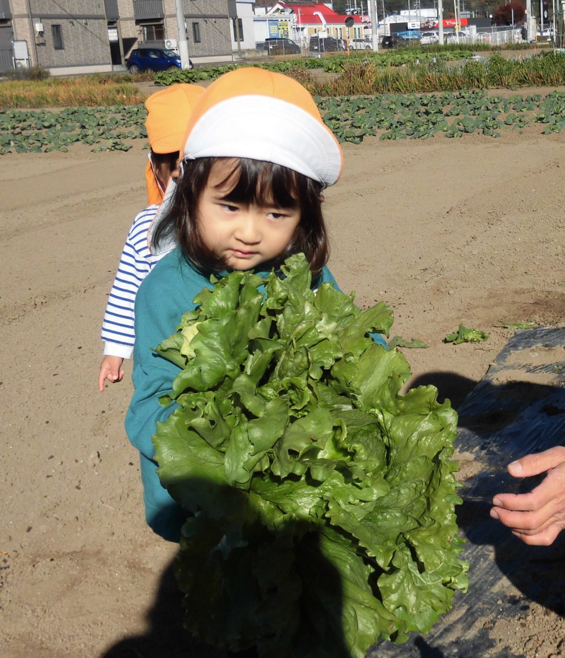 レタスを収穫したよ 富岡ひばり第二こども園